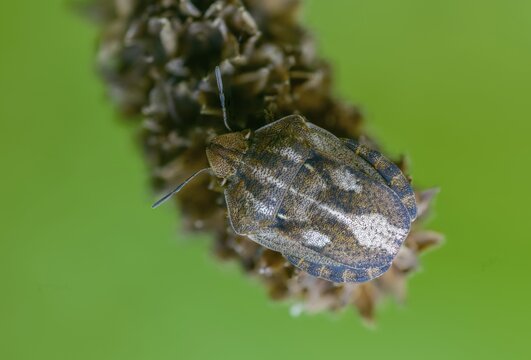 Eurygaster testudinaria, heteroptera, turtle bug, tortoise shield bug, insects, bugs