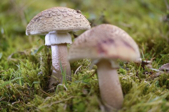 Amanita rubescens, meat mushroom, yellow-ringed pearl mushroom, golmoth, gargle stomach, pug, girl mushroom, pearl sponge, pearl bulge, pustular bulge, reddening bulbous leaf mushroom, reddening bulbous, peeling mushroom, fungi, fungus, mushrooms