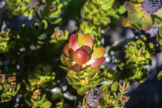 Peninsula Conebush (Leucadendron strobilinum), a species native to the Cape fynbos region of South Africa, Eastern Cape, Southafrica