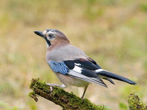 Eurasian jay (Garrulus glandarius) sitting on a mossy branch, Solms, Hesse, Germany