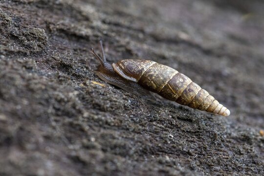 Cochlodina laminata, smooth sphinge, plaited door snail, gastropod, mollusca, snails, molluscs
