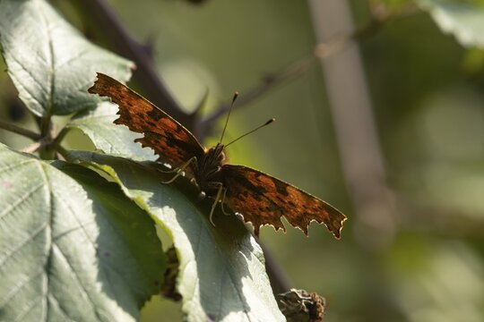 Comma butterfly (Polygonia c-album) adult insect resting on a Bramble plant leaf in the summer, England, United Kingdom