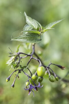 Bittersweet nightshade (Solanum dulcamara), Emsland, Lower Saxony, Germany