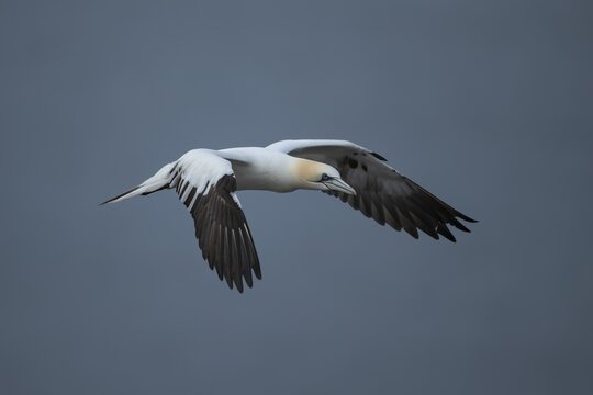 Northern gannet (Morus bassanus) adult bird in flight, Yorkshire, England, United Kingdom