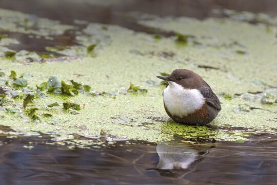 White-throated Dipper (Cinclus cinclus) sitting among duckweed in a stream, Tratzberg, Stans, Tyrol, Austria