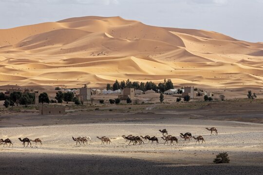 A caravan passes by a settlement in a vast desert landscape, Sahara, Morocco