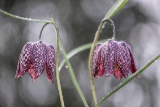 Snake's Head Fritillary (Fritillaria meleagris), Emsland, Lower Saxony, Germany