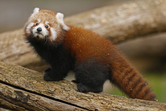 Red panda (Ailurus fulgens fulgens) young on a tree trunk