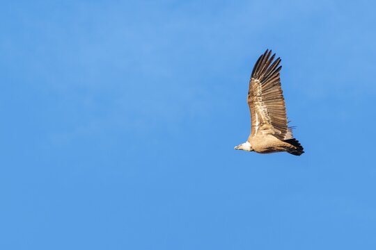 A griffon vulture (Gyps fulvus) flies on a sunny day against a grey sky. Austria