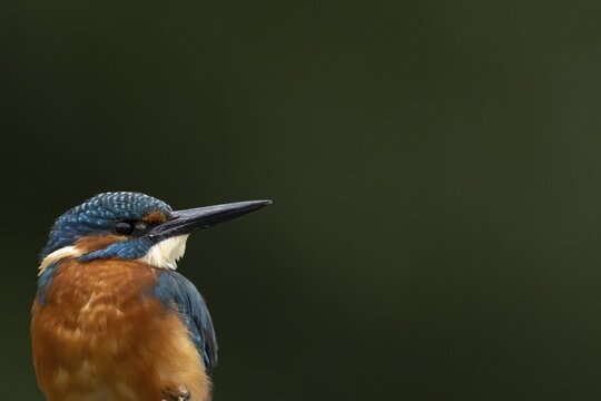 Common kingfisher (Alcedo atthis) adult male bird head portrait, England, United Kingdom