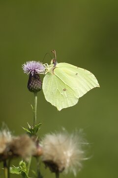 Brimstone butterfly (Gonepteryx rhamni) adult male insect feeding on a Creeping thistle flower in summer, Suffolk, England, United Kingdom