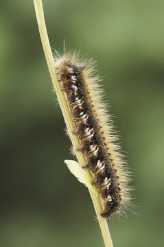 Drinker moth (Euthrix potatoria), caterpillar, North Rhine-Westphalia, Germany