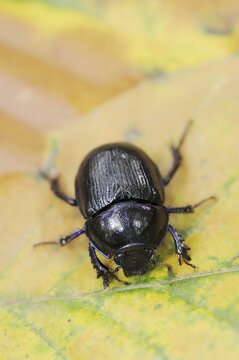 Common dung beetle or horse beetle (Geotrupes stercorarius), North Rhine-Westphalia, Germany