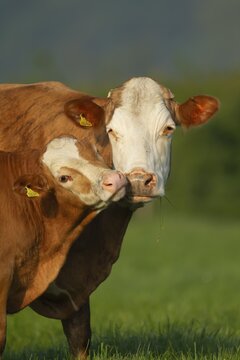 Domesticated cattle or cow (Bos taurus) adult farm animal with a juvenile baby calf in a grass field, Norfolk, England, United Kingdom