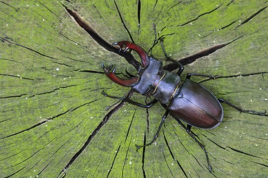 Stag beetle (Lucanus cervus ) on an oak, Damme, Oldenburger M&uuml;nsterland, Lower Saxony, Germany