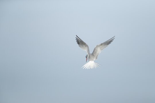 Common tern (Sterna hirundo) adult bird hovering in flight, Suffolk, England, United Kingdom