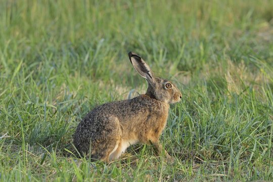 European hare (Lepus europaeus) sitting in a meadow, North Rhine-Westphalia, Germany