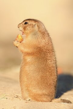 Black-tailed prairie dog (Cynomys ludovicianus), sits upright and eats a carrot, captive, occurring in North America