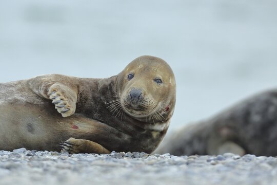 Grey seal (Halichoerus grypus), adult male animal, bull, lying on the beach, Heligoland, dune, North Sea, island, Schleswig-Holstein, Germany