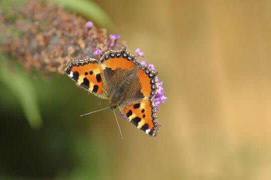 Small tortoiseshell (Aglais urticae), on summer lilac or butterfly-bush (Buddleja davidii), North Rhine-Westphalia, Germany