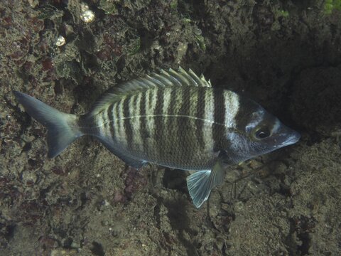 Ein gestreifter Fisch, Spitzbrasse (Diplodus puntazzo), schwimmt &uuml;ber den Meeresboden. Tauchplatz Hausriff, Stoja, Pula, Kroatien, Mittelmeer