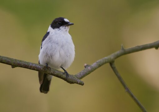 Collared flycatcher, ficedula albicollis, collared snapper, birds, passeri, songbirds, birds