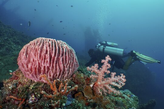 A diver swims behind a large barrel sponge, a barrel sponge (Xestospongia testudinaria) and colourful corals, USAT Liberty dive site, Tulamben, Bali, Indonesia