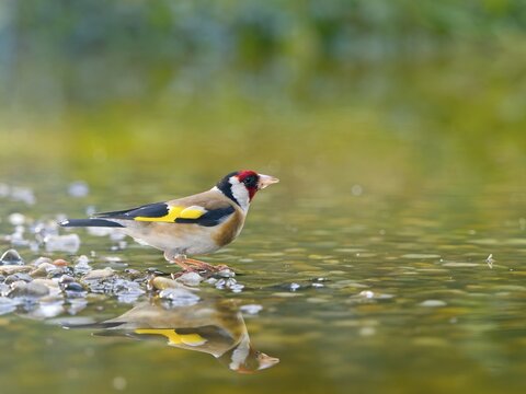 Goldfinch, european goldfinch (Carduelis carduelis) standing in shallow water, Solms, Hesse, Germany