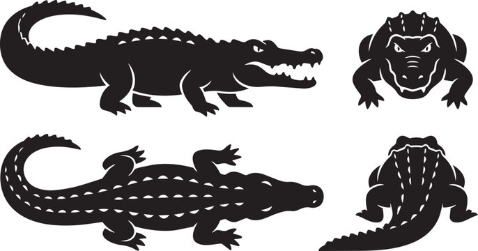 alligator silhouette set with side, front, top and rear views wildlife reptile vector illustration
