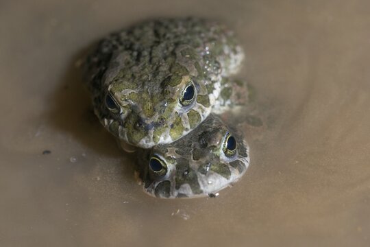 Bufo viridis, Bufotes viridis, green toad, toad, amphibians, amphibians, courtship behavior, call, courtship display, toads, amphibians, call