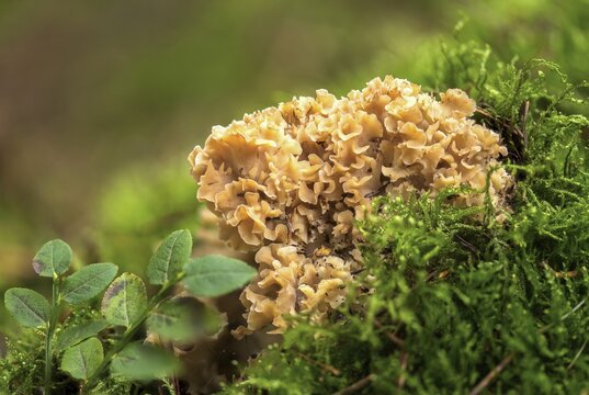 Bear skull, faisterling, fat hen, jewbeard, curly hen, curly goatbeard, giant morel, sparassis crispa, goatbeard, cauliflower fungus, fungi, fungus, mushrooms