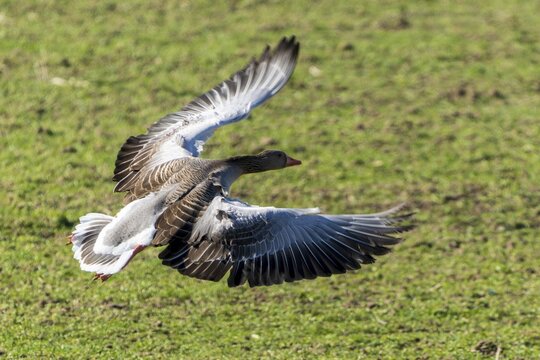 A goose flies just above a green meadow, greylag goose (Anser anser), wildlife, Germany