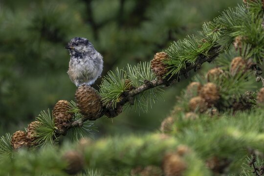 The pine tit (Periparus ater), which fledged a few days ago, must be vigilant, as young birds are often preyed upon by sparrowhawks, young bird, juvenile plumage, Denmark