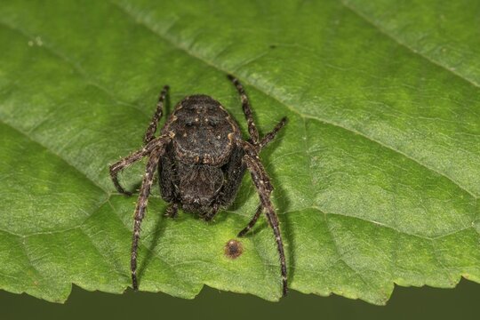 Walnut orb weaver spider (Nuctenea umbratica) on a leaf, Baden-W&uuml;rttemberg, Germany