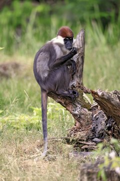 Red-crested mangabey (Cercocebus torquatus), adult, perched, tree trunk, alert