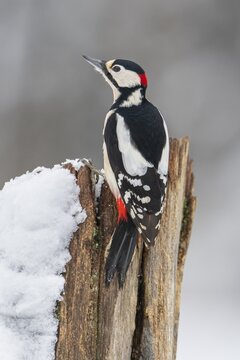 Great spotted woodpecker (dendrocopos major) at the woodpecker forge in the snow, Neuhaus im Solling, Lower Saxony, Germany