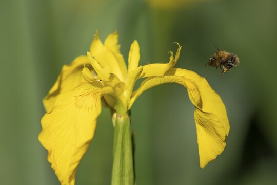 Common carder bumblebee (Bombus pascuorum) adult bee insect flying towards a Yellow flag iris flower in spring, England, United Kingdom