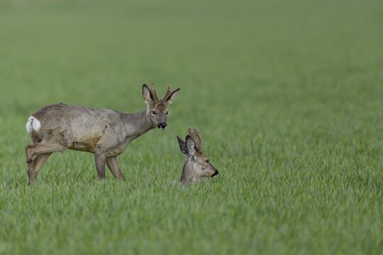 A roebuck (Capreolus capreolus) tries to make contact with another buck, the attempt is not reciprocated and the yearling moves on to graze in the field, Winterfell, April, Germany