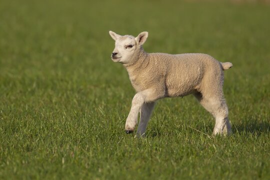Domestic lamb (Ovis aries) running across a grass field, Suffolk, England, United Kingdom