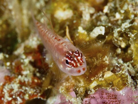 Portrait of a small red fish with fine details and expressive eyes, hairfin dwarf goby (Eviota prasites), dive site Spice Reef, Penyapangan, Bali, Indonesia