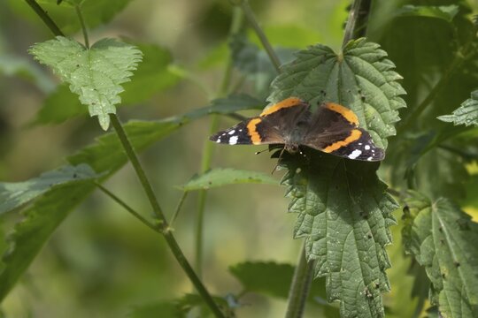 Red admiral butterfly (Vanessa atalanta) adult insect resting on a Stinging nettle leaf, Suffolk, England, United Kingdom