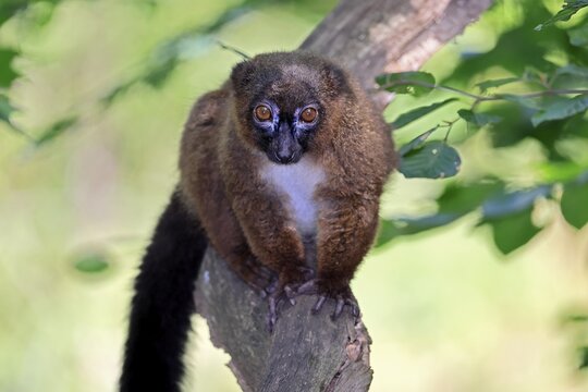 Red-bellied lemur (Eulemur rubriventer), adult male, on a tree trunk, alert, Madagascar