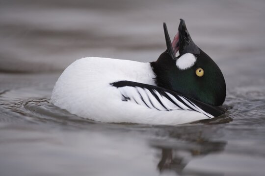 Goldeneye adult male duck (Bucephala clangula) performing its courtship display on a lake, England, United Kingdom