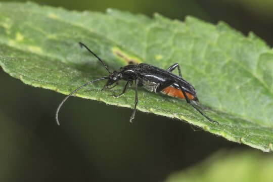 Strangalia nigra (Strangalla nigra) with long antennae on a leaf at the edge, Baden-W&uuml;rttemberg, Germany