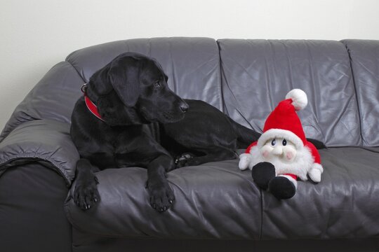 Black Labrador Retriever dog, male, looking at a Santa Claus puppet lying on a leather sofa next to him, Germany