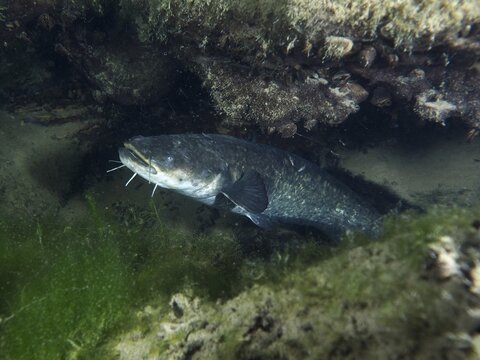 Catfish (Silurus glanis), Waller, moving at night along a stony underwater area, dive site Klosterinsel, Rheinau, Canton Zurich, Rhine, High Rhine, Switzerland, Germany