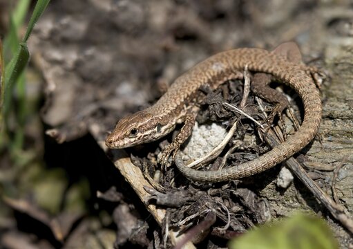 Common wall lizard, Podarcis muralis, juvenile, reptiles, lizards, reptilia, reptiles