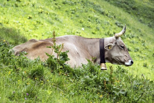 Beef with cowbell lying in a meadow, Fellhorn, Oberstdorf, Oberallg&auml;u, Allg&auml;u, Bavaria, Germany
