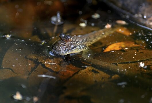 Atlantic mudskipper (Periophthalmus barbarus), Loango National Park, Parc National de Loango, Ogoou&eacute;-Maritime Province, Gabon