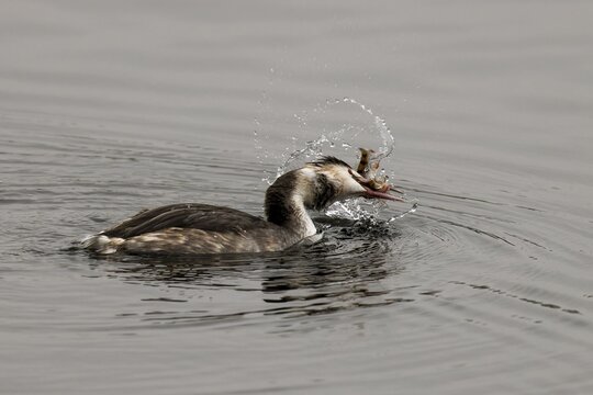 A great crested grebe in the water, fighting with a fish, splashing water, great crested grebe, (Podiceps cristatus), wildlife, Germany